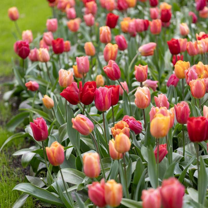 Tulipanblanding 'Jimmy Family'
